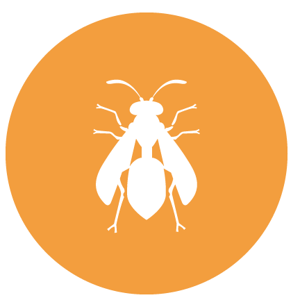 A Bee Icon