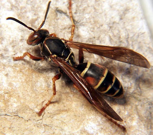 A wasp