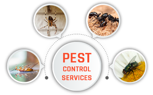 insects