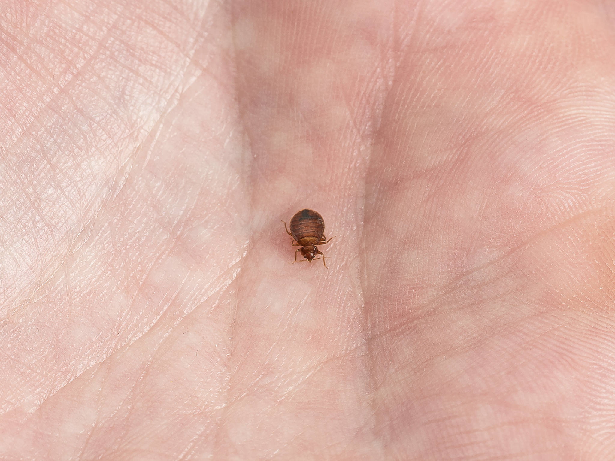 A Bed Bug