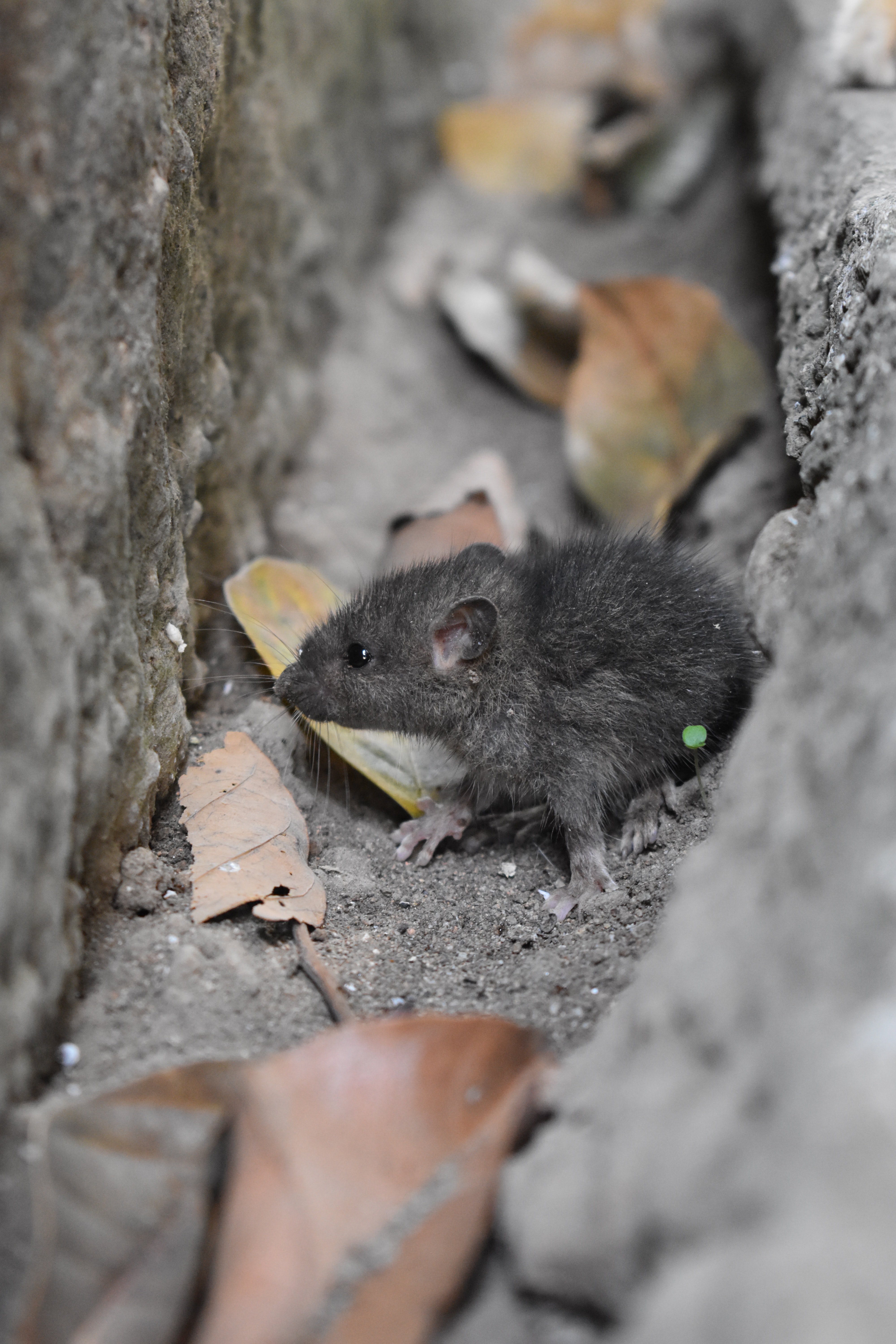 A Mouse