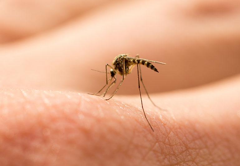 A Mosquito