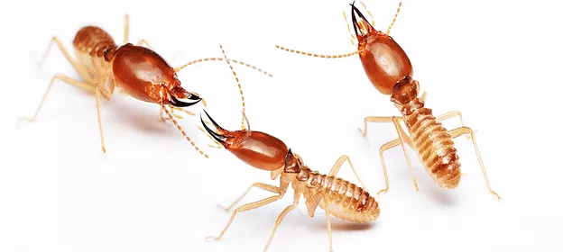 A Termite